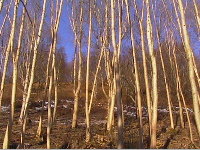 White Birch Trees (user submitted)