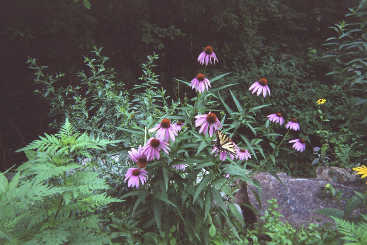 Coneflower Visitor (user submitted)