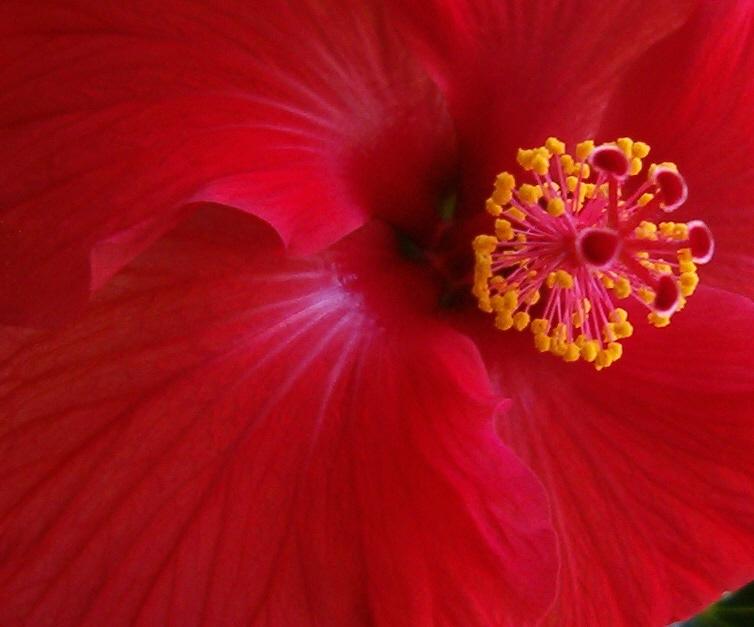 Hibiscus Flower (user submitted)