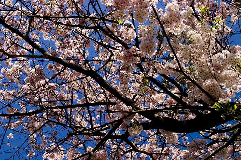 Spring Flowering Tree (user submitted)