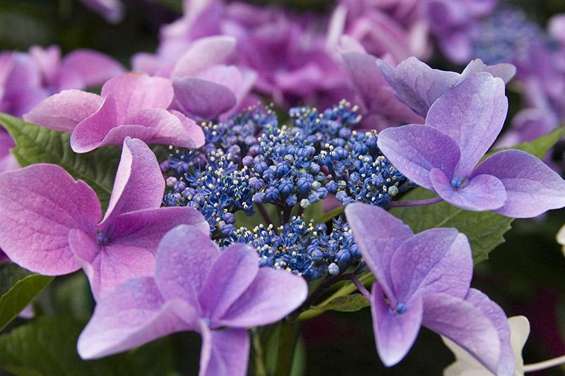 Blooming Hydrangea - New England