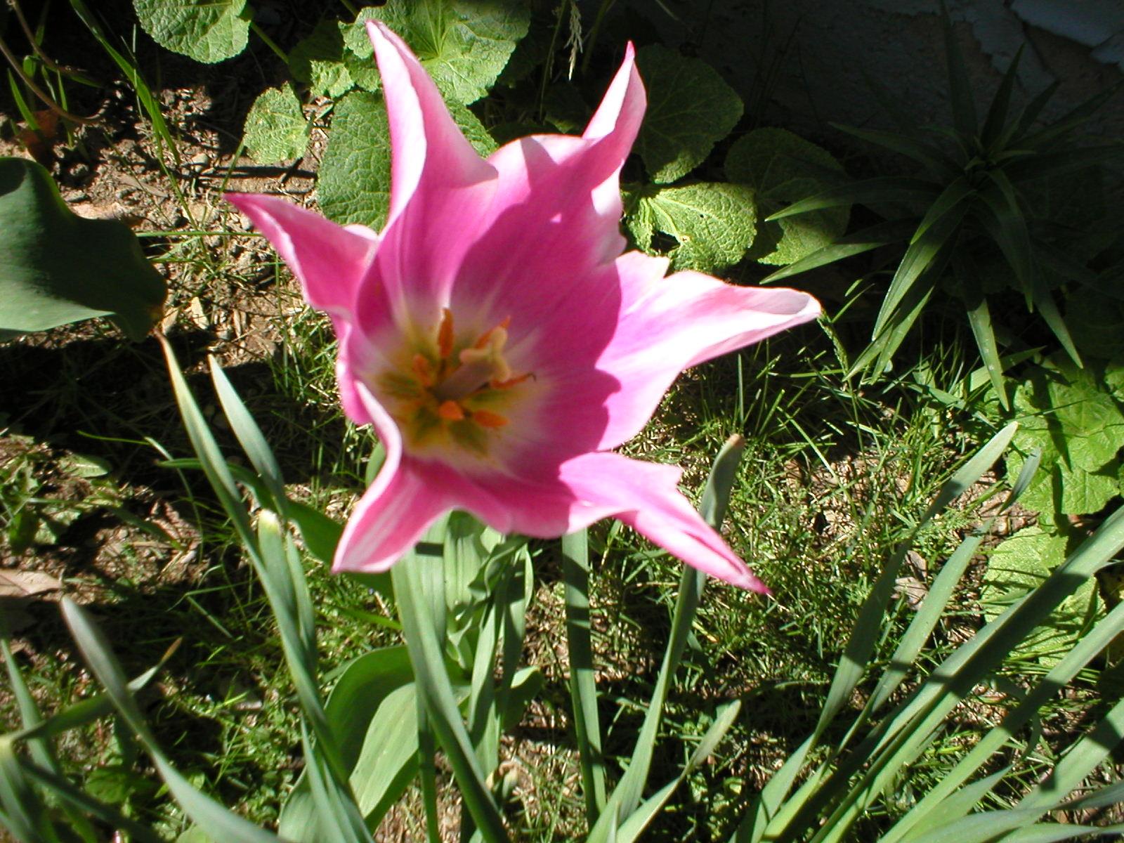 Pink Tulip (user submitted)