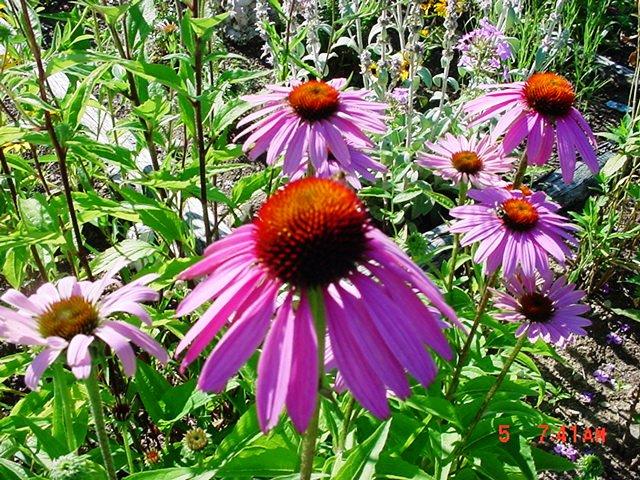 Purple cone flower (user submitted)
