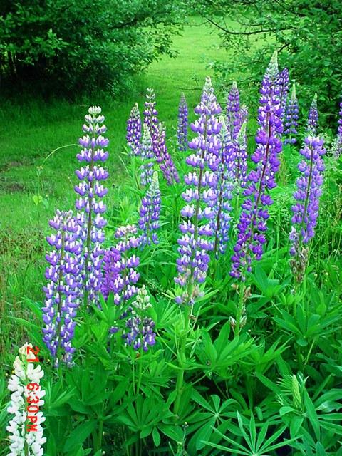 Lupines (user submitted)