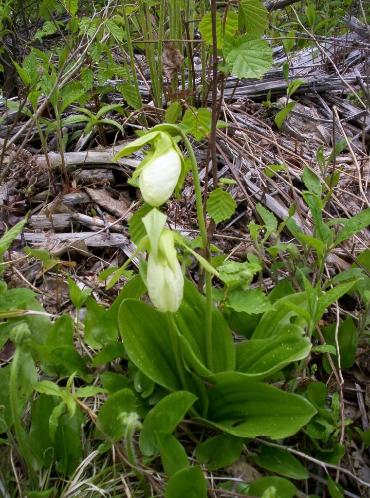 Double lady slipper (user submitted)