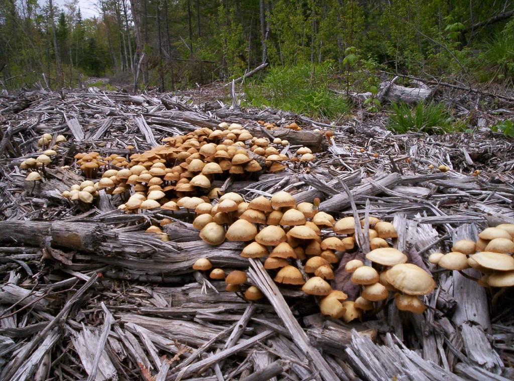 Mushrooms on old logging trail (user submitted)