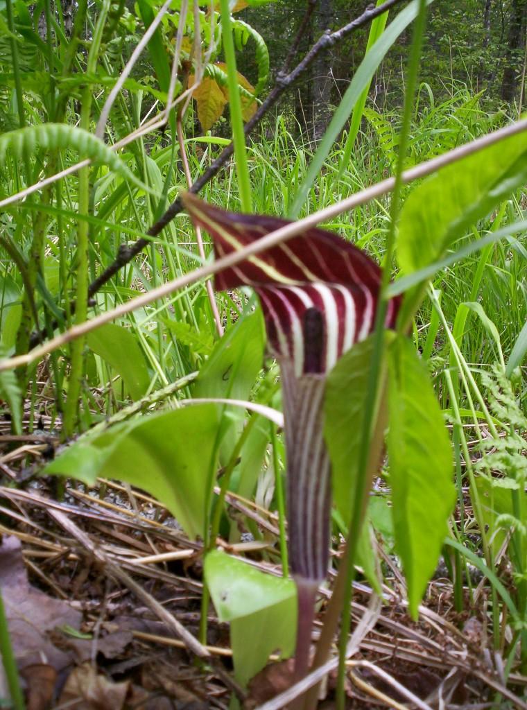 Jack-in-the-pulpit (user submitted)