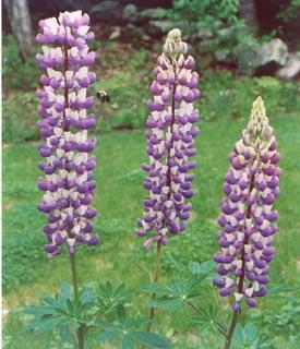 Purple and White Lupines (user submitted)