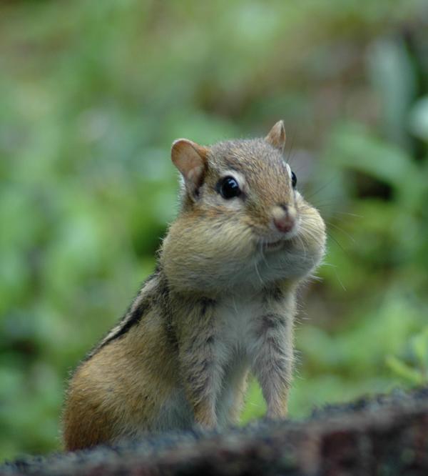 Chubby Cheeks Chipmunk (user submitted)