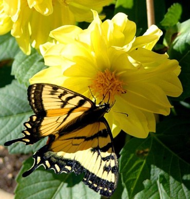 Butterfly on Dahlia (user submitted)