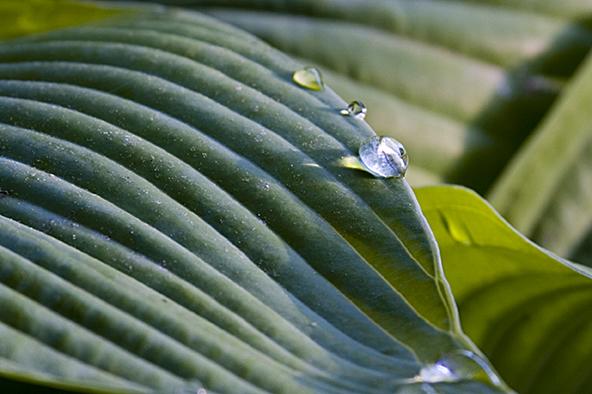 Hosta Beauty (user submitted)