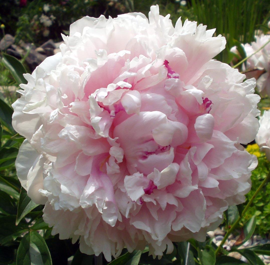 Pink Peony (user submitted)