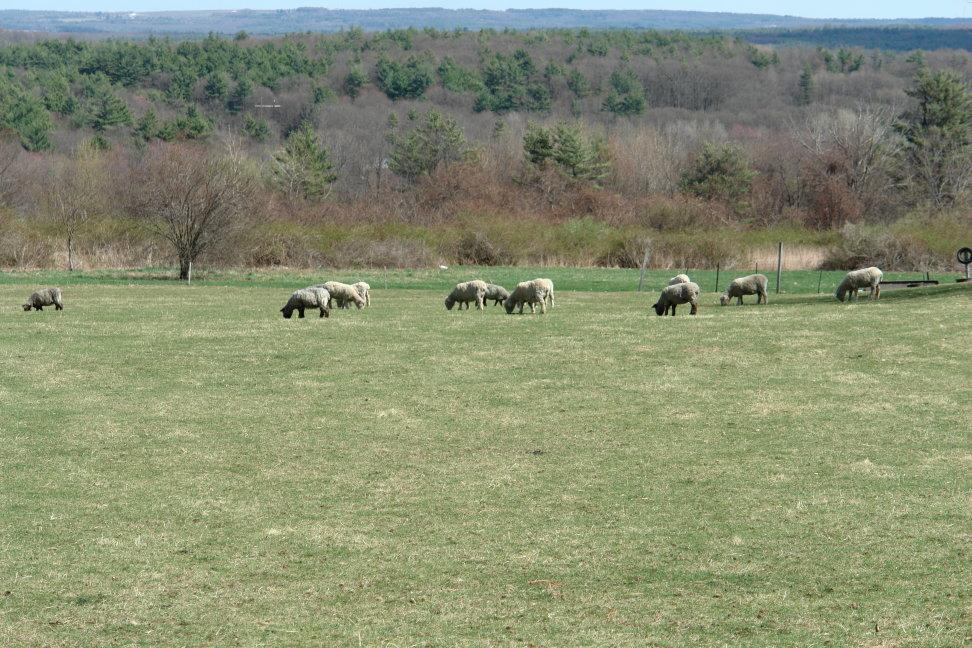 New England Herd (user submitted)