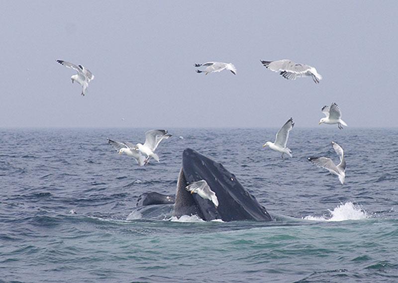 Humpbacks Feeding #1 (user submitted)