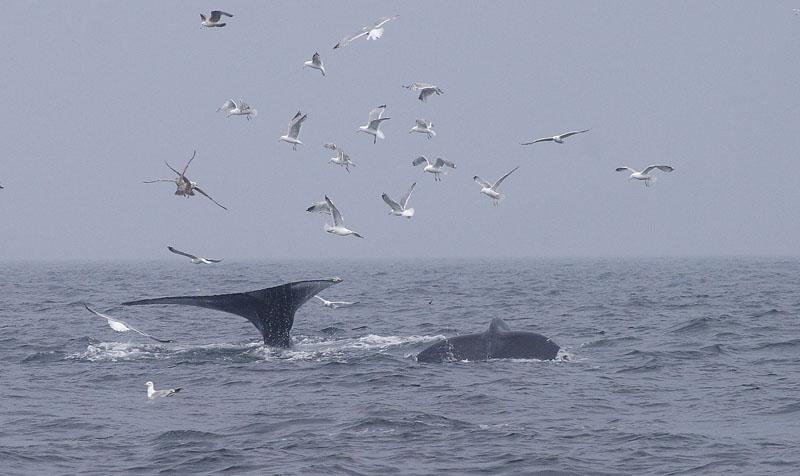 Humpback Whales Feeding #3 (user submitted)