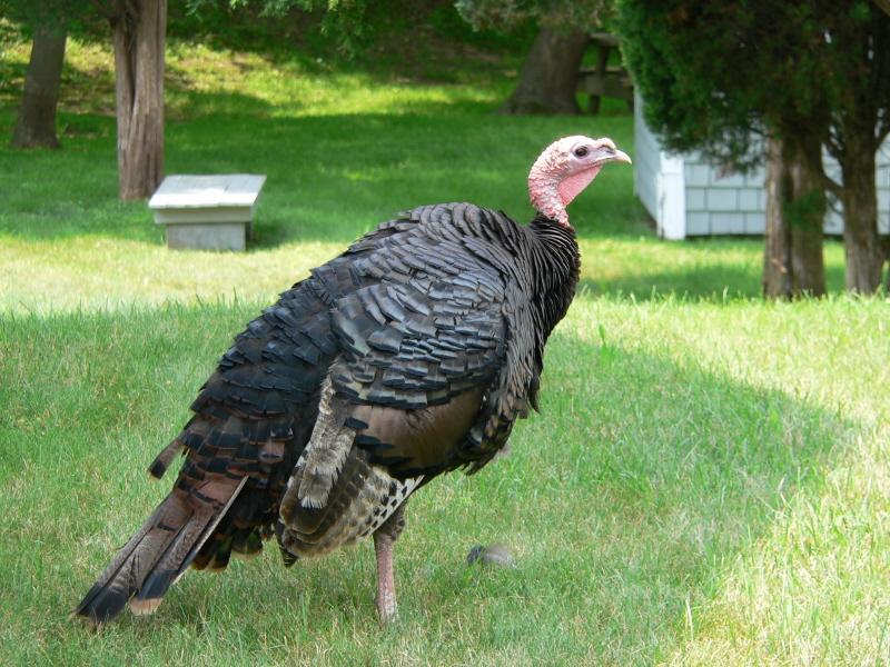 Wild Turkey (user submitted)