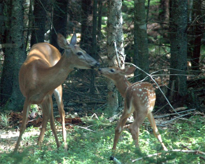 The Deer Kiss (user submitted)