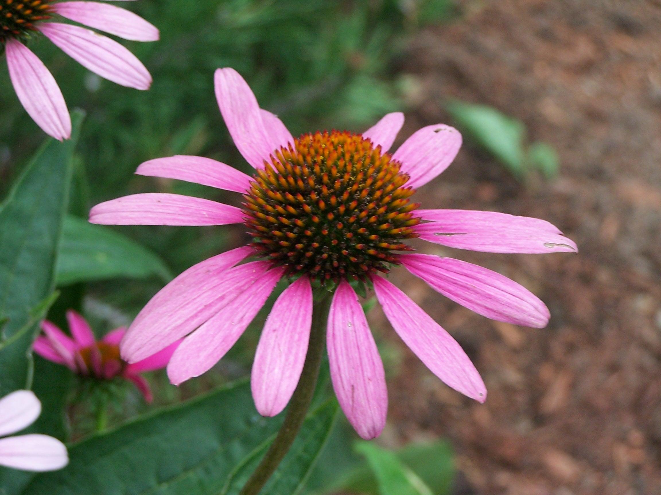 Coneflower (user submitted)