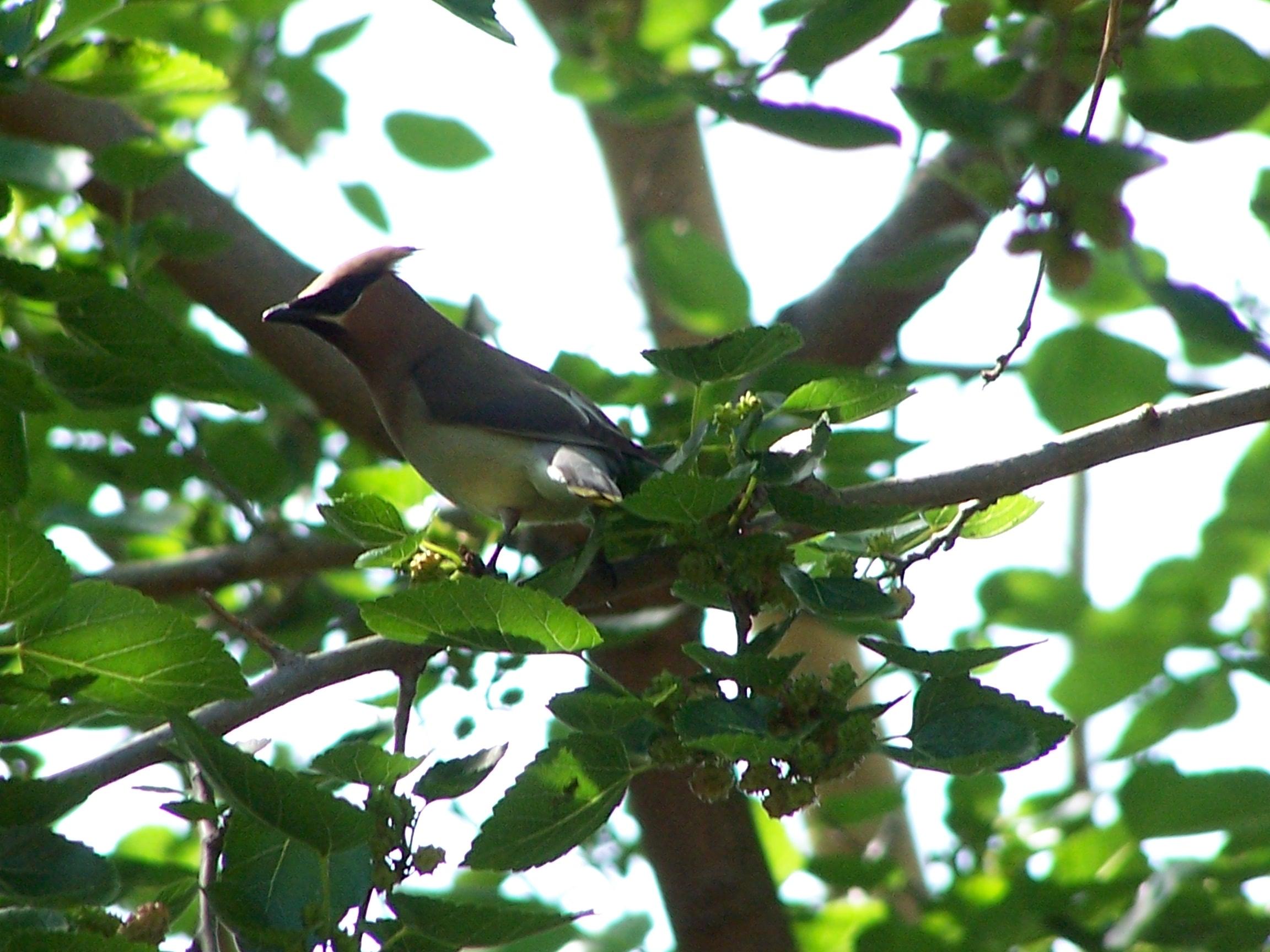 Cedar Waxwing (user submitted)