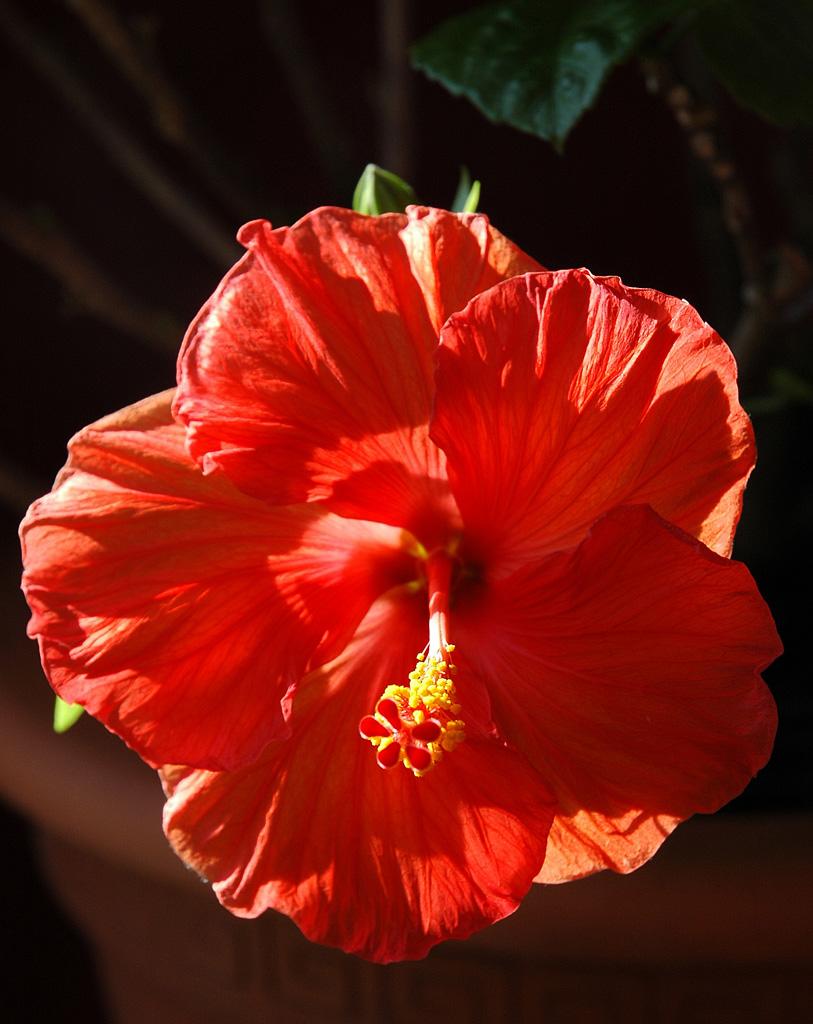 Backlit Hibiscus (user submitted)