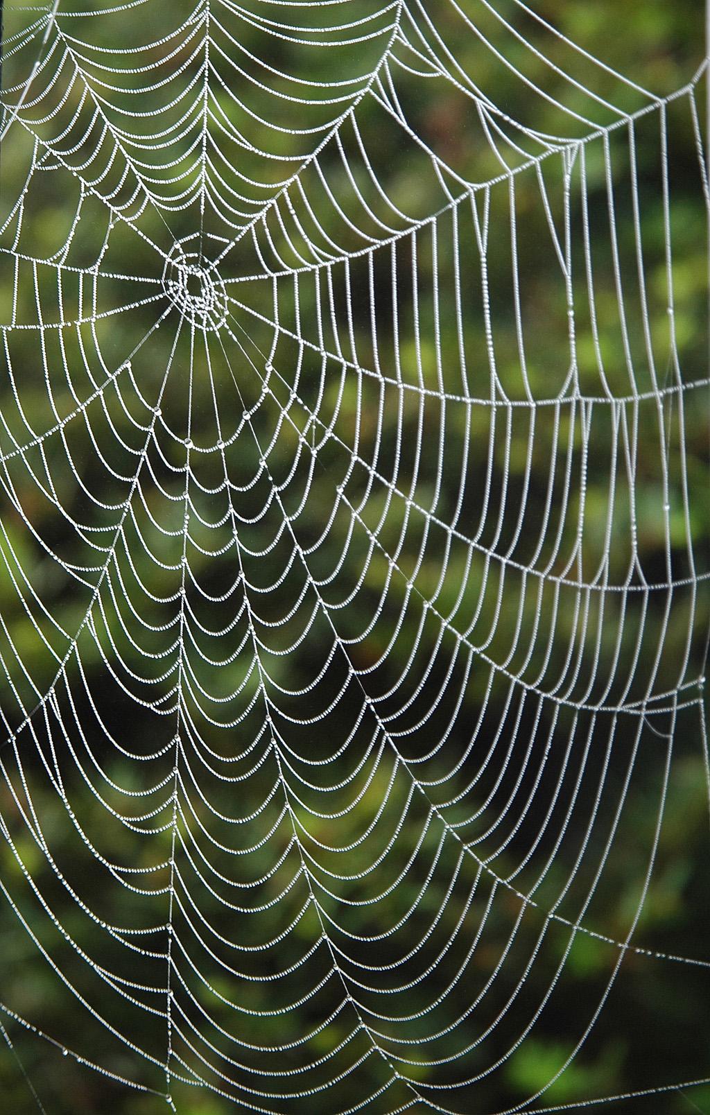 Spiderweb (user submitted)