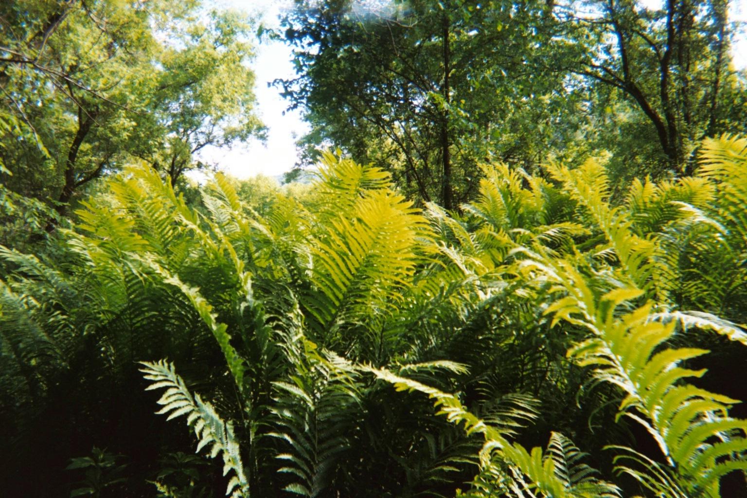 Quechee Gorge Ferns (user submitted)