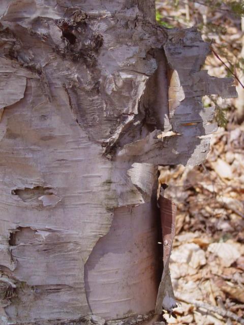 Shedding Birch (user submitted)