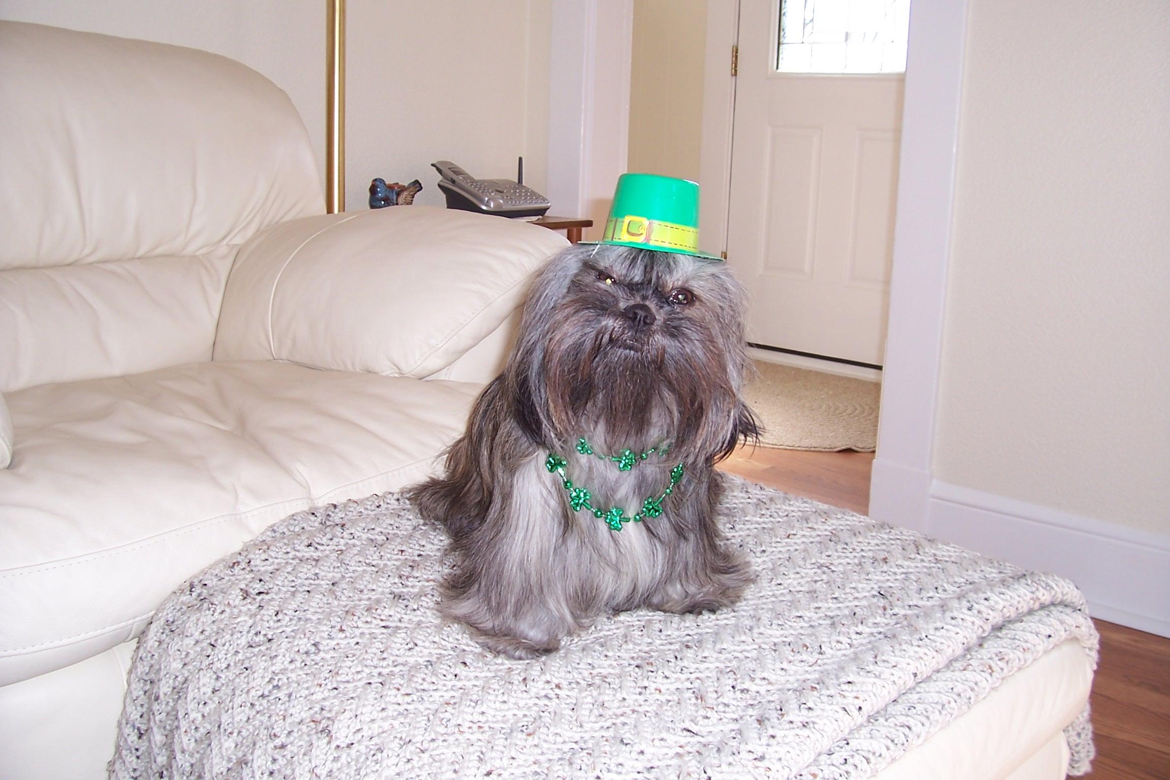 Happy St. Patrick&#8217;s Day (user submitted)