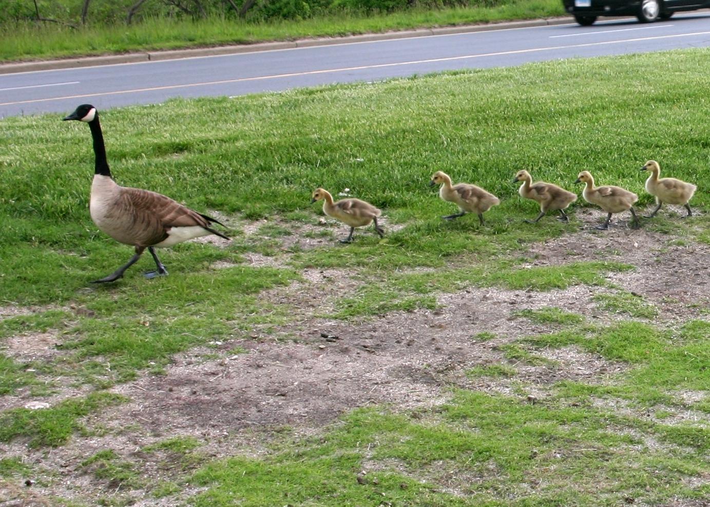 Following Momma (user submitted)