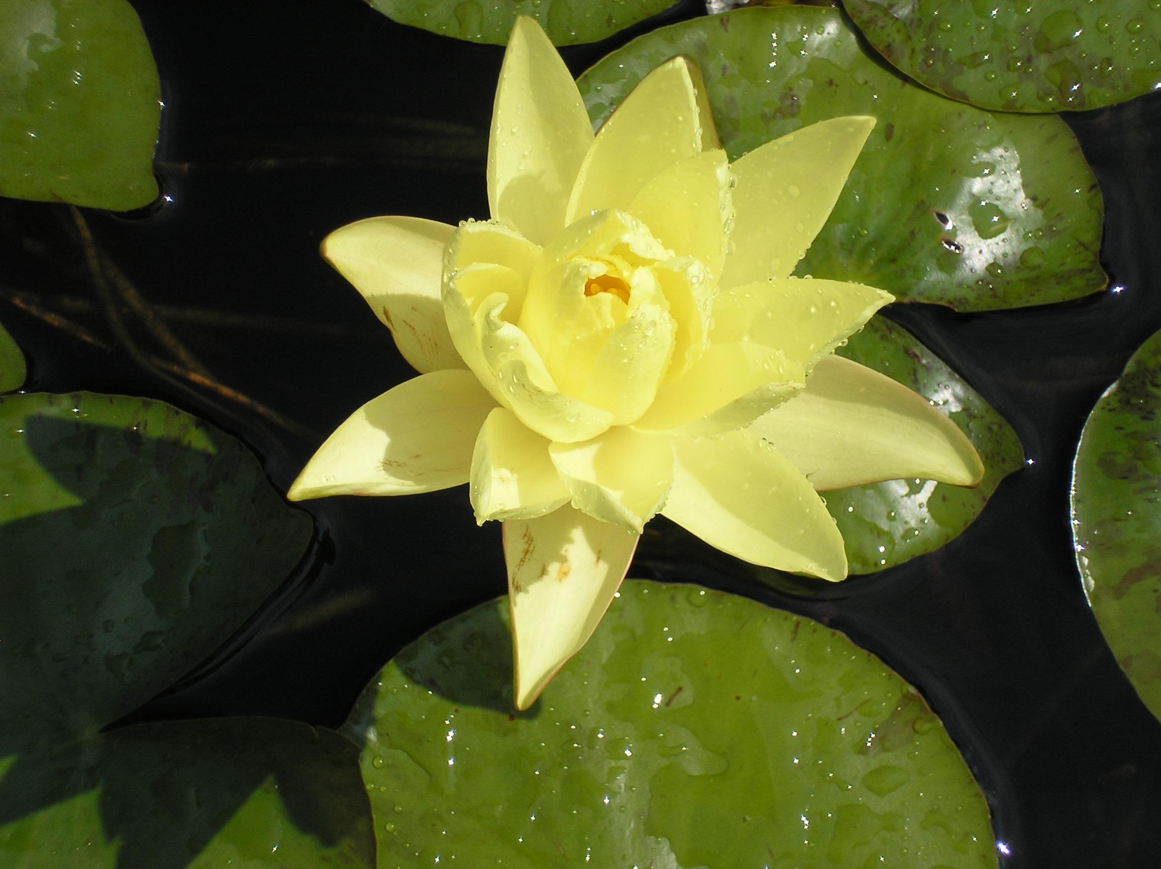 Yellow Water Lily (user submitted)