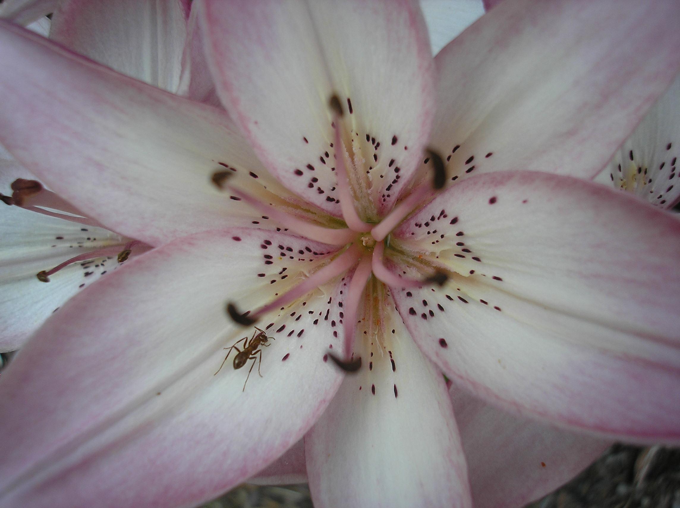Stargazer Lily (user submitted)