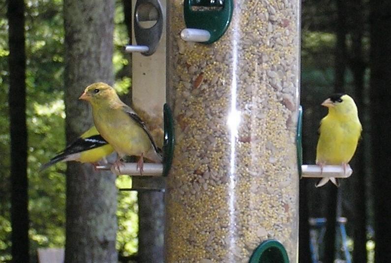 Goldfinches (user submitted)
