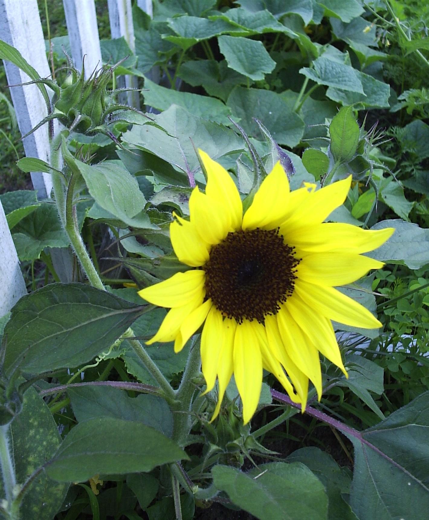 Single Sunflower (user submitted)