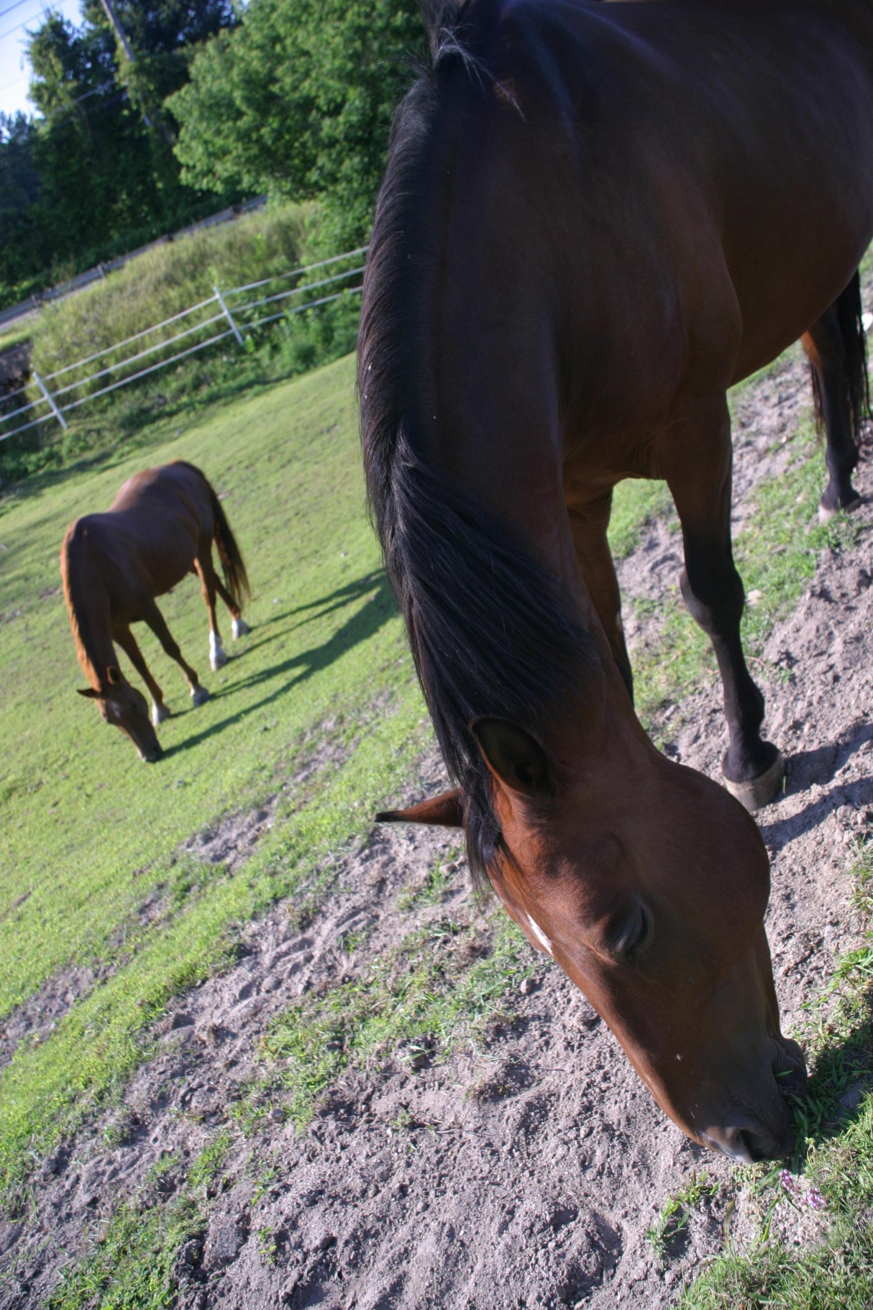 Horses (user submitted)