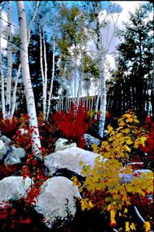Autumn Birches (user submitted)