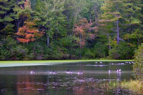 Geese on Kingston Pond (user submitted)