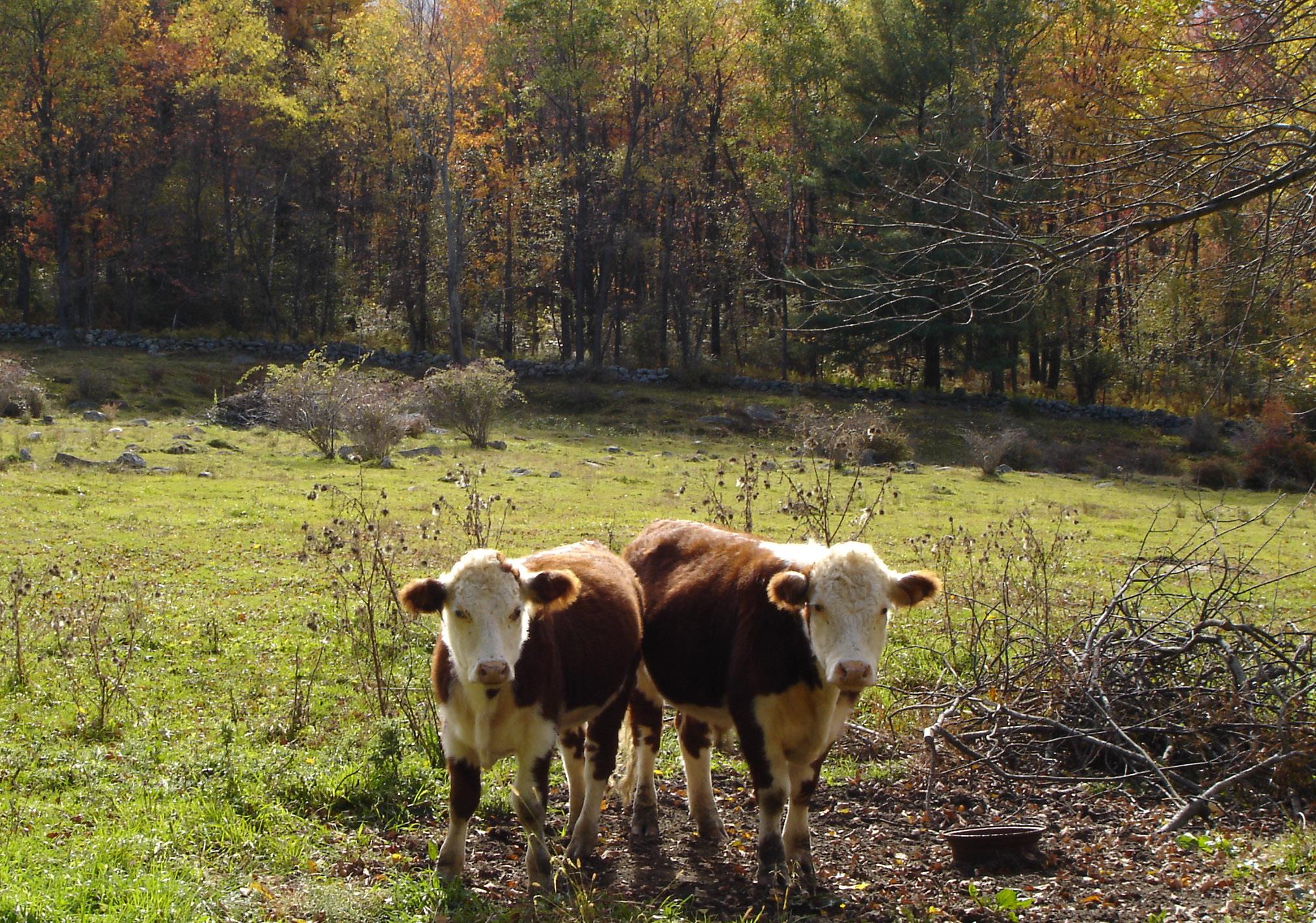Curious Cows (user submitted)