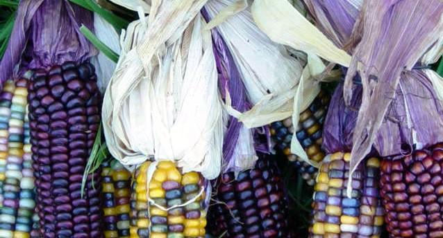 Fall Corn Husks (user submitted)