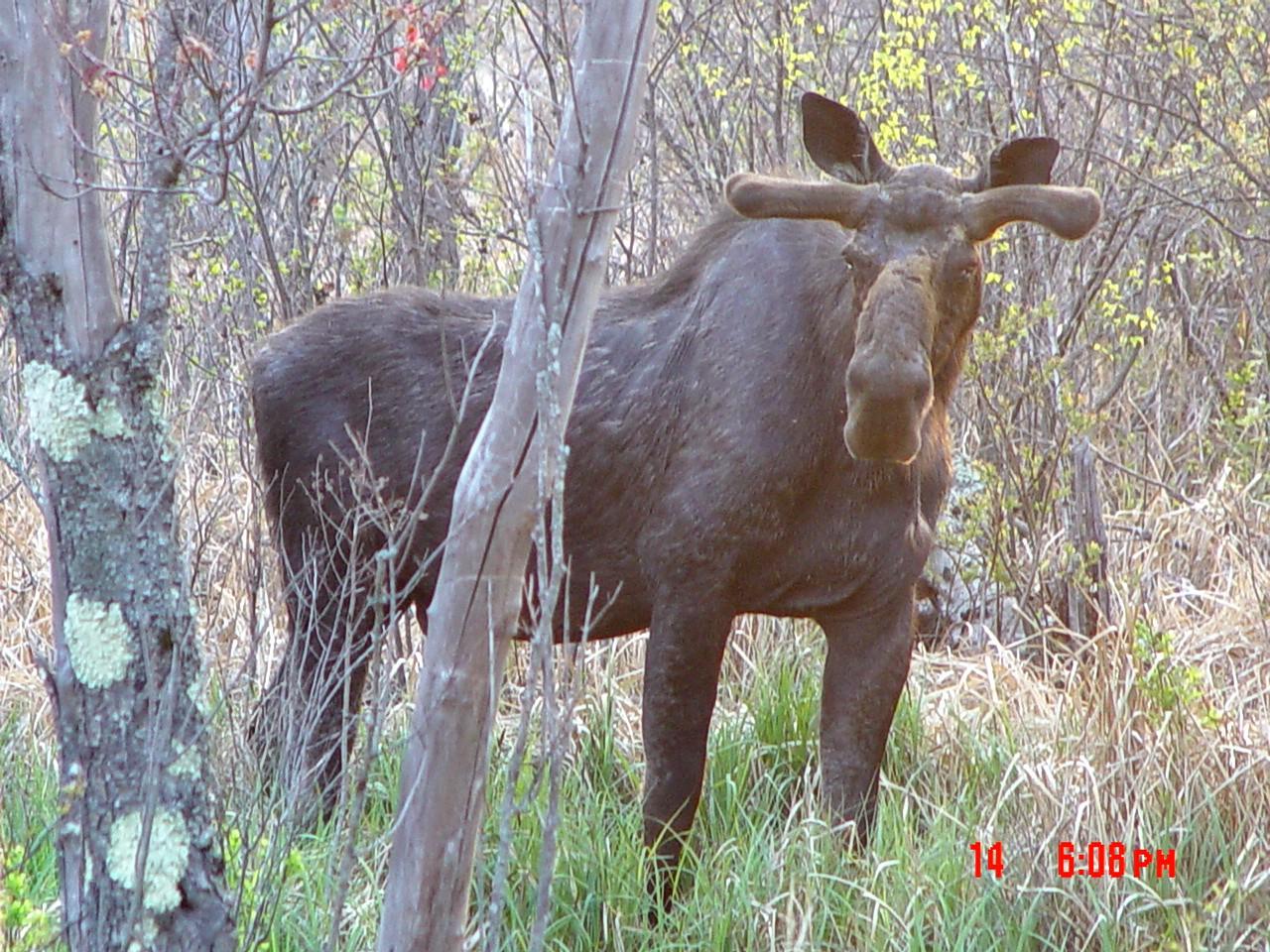 The Cornish Moose (user submitted)