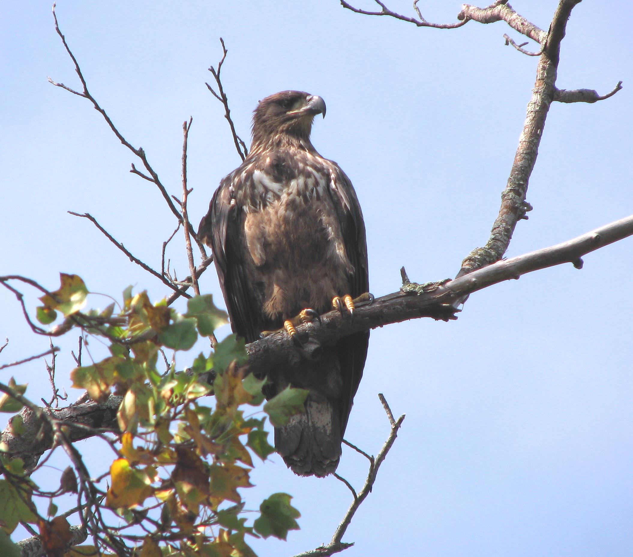 Immature Bald Eagle (user submitted)