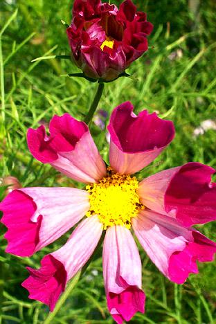 Unusual Cosmos Bloom (user submitted)