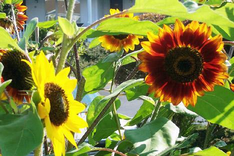 Spectacular Sunflowers (user submitted)