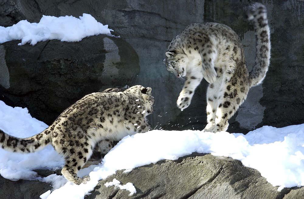 Snow Leopards at Roger Williams Park Zoo (user submitted)