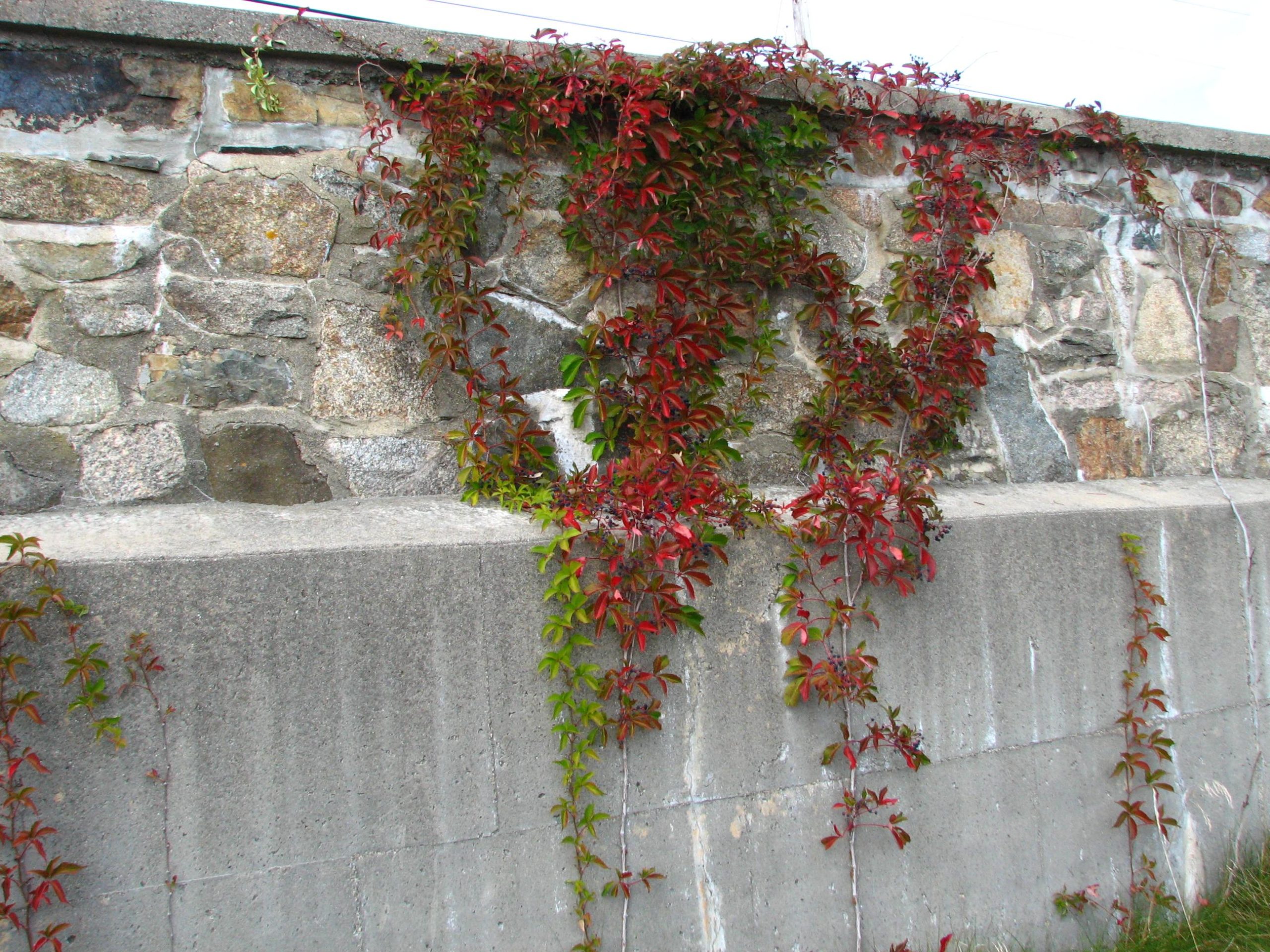 Red  Vine on Wall (user submitted)