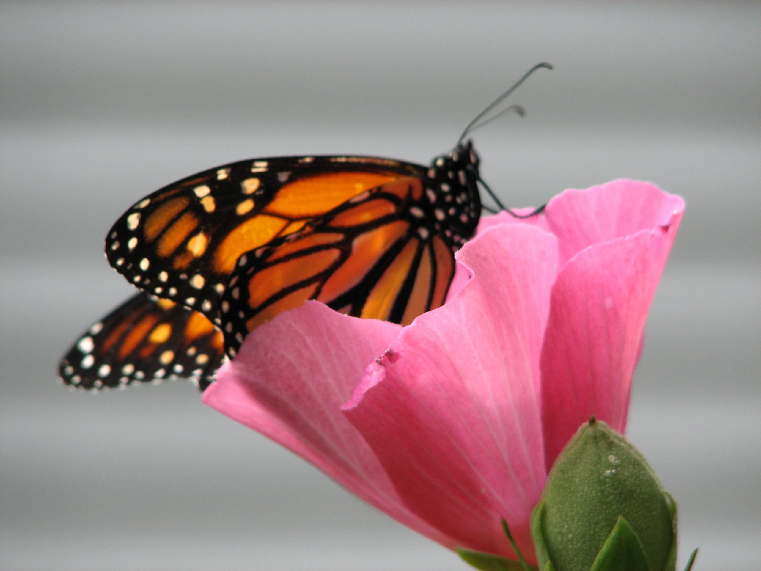 Monarch  Butterfly Resting (user submitted)