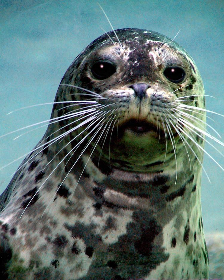 Harbor Seal at Roger Williams Park Zoo (user submitted)