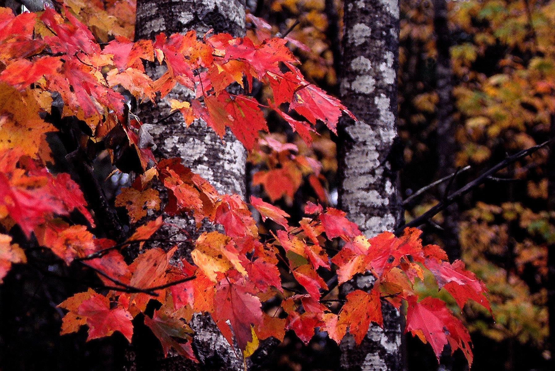 Red Leaves and Birch Trees (user submitted)