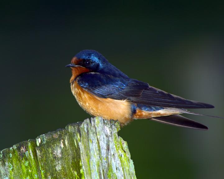 Mr Barn Swallow (user submitted)