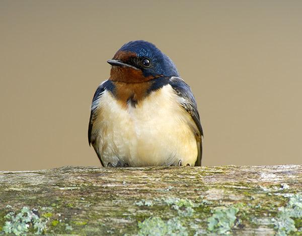 Mrs Barn Swallow (user submitted)