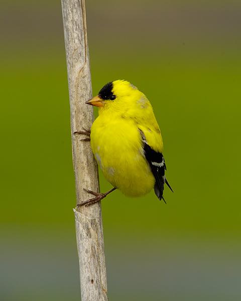 American Goldfinch (user submitted)